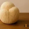 Hongo Lion's Mane (Hericium erinaceus) natural sobre fondo blanco