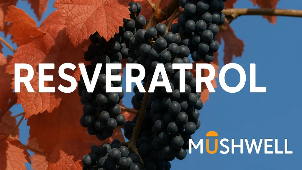 Uvas negras en viñedo, alimento rico en resveratrol (MushWell)