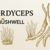 Cordyceps