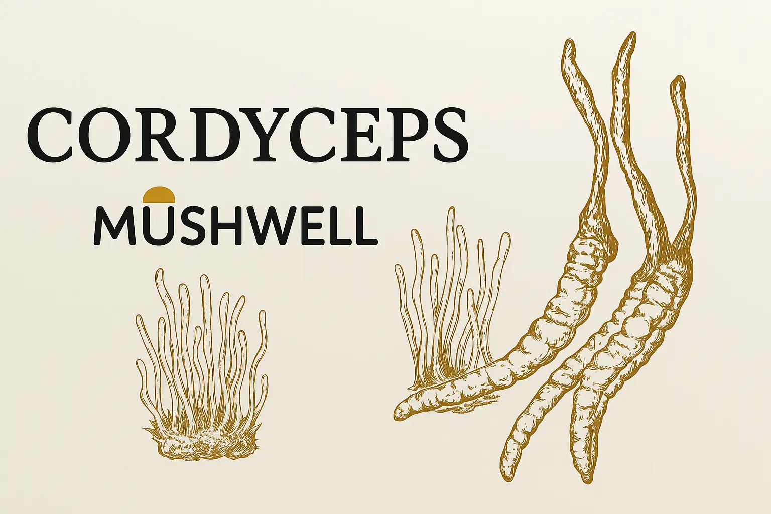 Cordyceps