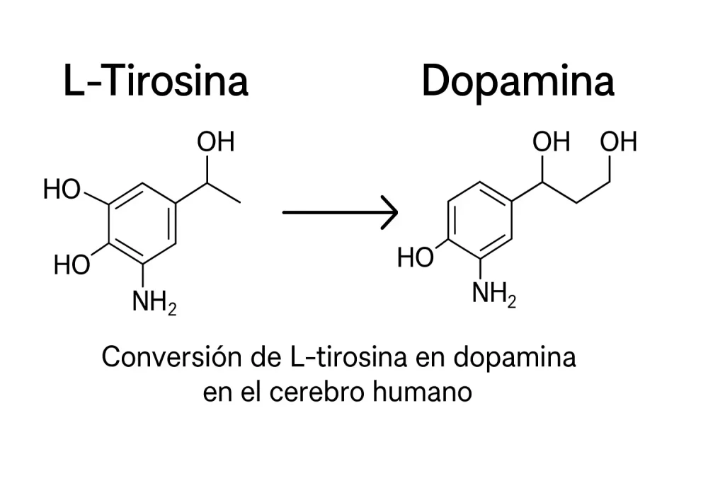 Conversión de L-tirosina en dopamina en el cerebro humano