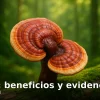 Portada MushWell: hongo reishi (Ganoderma lucidum) en bosque, con logo y texto ‘Reishi: beneficios y evidencia