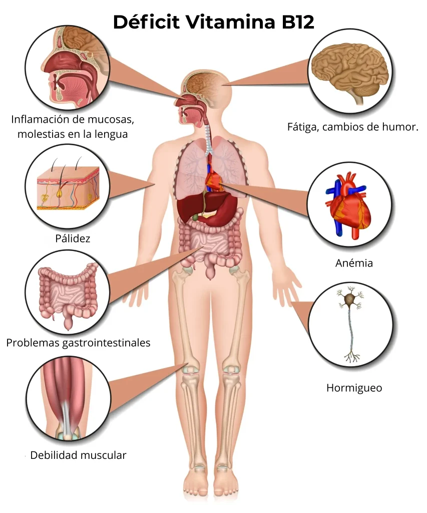 Funciones de la vitamina B12 en el organismo: sistema nervioso, glóbulos rojos y ADN