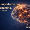 BDNF y neuroplasticidad en el cerebro humano representados de forma científica