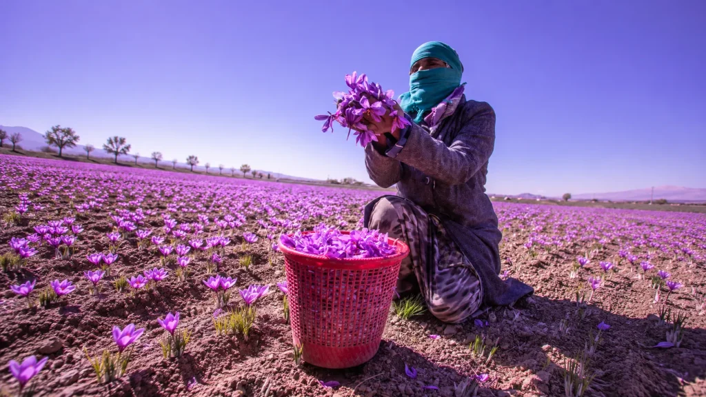 Cosechando flores de azafrán en campo