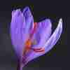 Flores de Crocus sativus y hebras rojas de azafrán