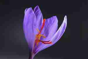 Flores de Crocus sativus y hebras rojas de azafrán