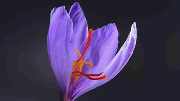 Flores de Crocus sativus y hebras rojas de azafrán