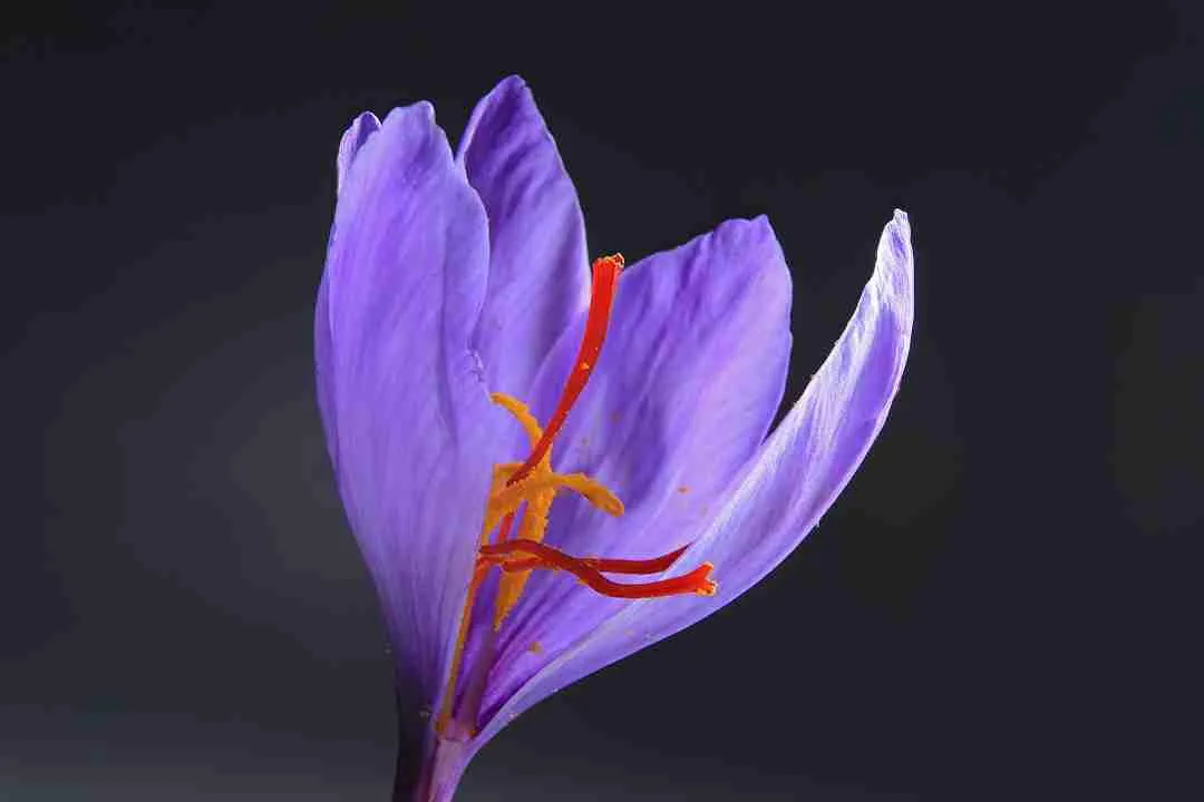 Flores de Crocus sativus y hebras rojas de azafrán