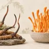 Cordyceps sinensis vs Cordyceps militaris