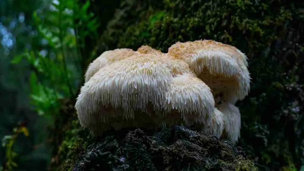Melena de león: efectos secundarios y contraindicaciones — hongo Hericium erinaceus en su hábitat natural